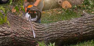 Bryn Mawr, PA Tree Services Company